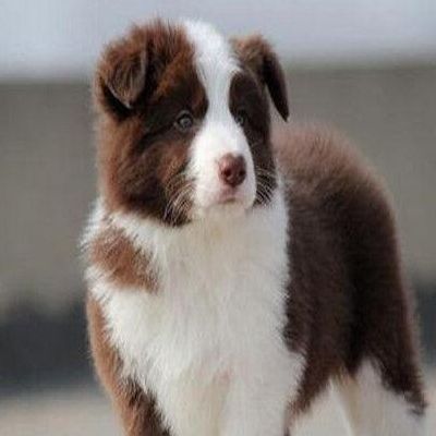 哪里有卖边境牧羊犬（哪里有卖边境牧羊犬的）
