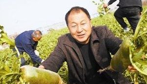 沙窝萝卜的种植原产地（沙窝萝卜的种植原产地是哪里）