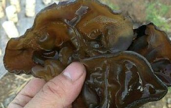 在黑木耳的世界里（在黑木耳的世界里 完整）