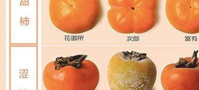 柿子里含有什么酸（柿子含酸性还是含碱性）