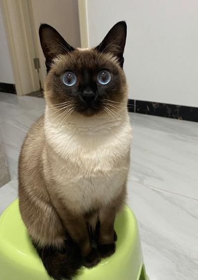 暹罗猫性格（暹罗猫性格特征详细介绍）