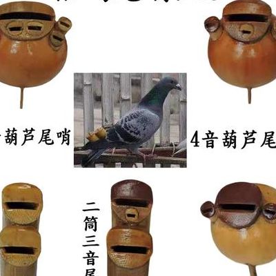 鸽子哨怎么带（鸽子带鸽哨讲解视频）