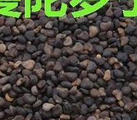 曼陀罗籽（曼陀罗籽及壳的药效）