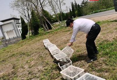 如何放生（如何放生鸡才正确）