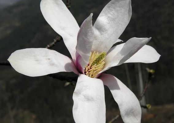 天目木兰（天目木兰图片）
