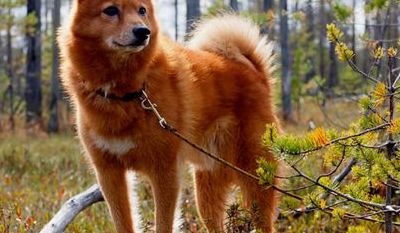 芬兰猎犬（芬兰猎犬价格）