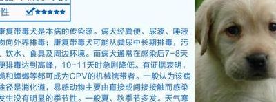 狗瘟症状（狗瘟症状怎么治疗用什么药好）