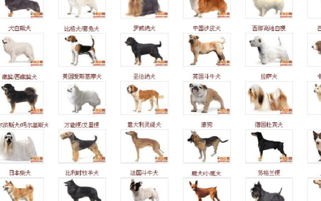 名狗大全（名狗大全100种）