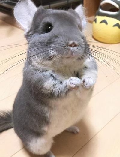 宠物龙猫（宠物龙猫该如何养）