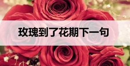 玫瑰花到期了（玫瑰花到期了下一句文案）