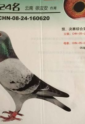 上海信鸽协会（上海信鸽协会网官网）