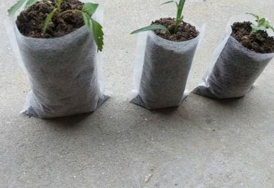 树苗种植（树苗种植袋塑料袋）