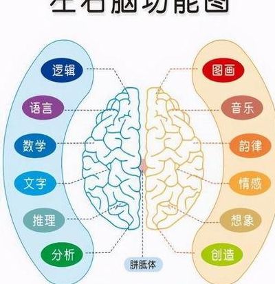 右脑发达的人（右脑发达的人特点左撇子）