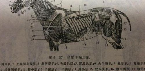 马蹄其实是马的什么（马蹄其实是马的什么部位?）