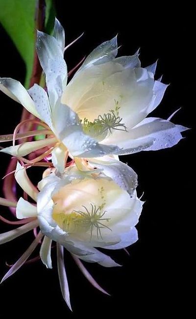 昙花一现的现是什么时候（昙花一现指的是多长时间）