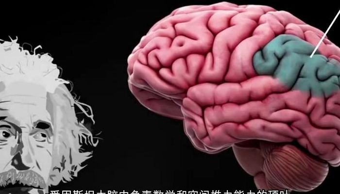 人脑开发（人脑开发了多少 权威）