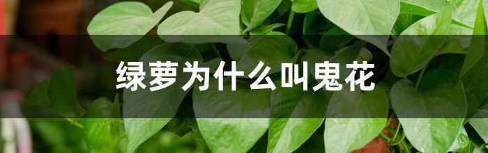 绿萝为什么叫鬼花（绿萝为什么叫鬼花草）