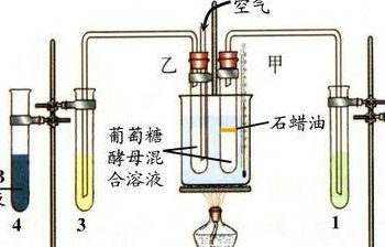酵母菌无氧呼吸（酵母菌无氧呼吸的场所）
