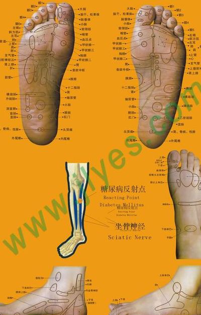 脚部穴位图（脚底按摩图反射区图片）