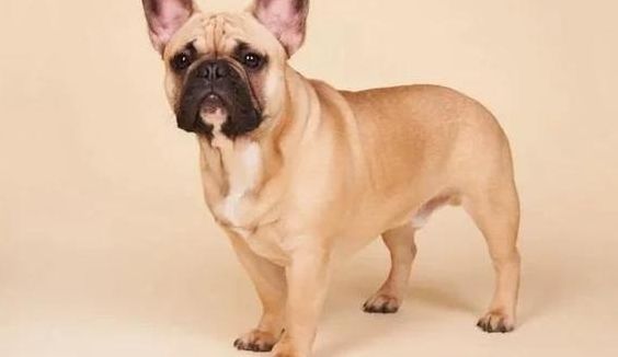 十大聪明犬排名（十大聪明犬排名小小型犬）