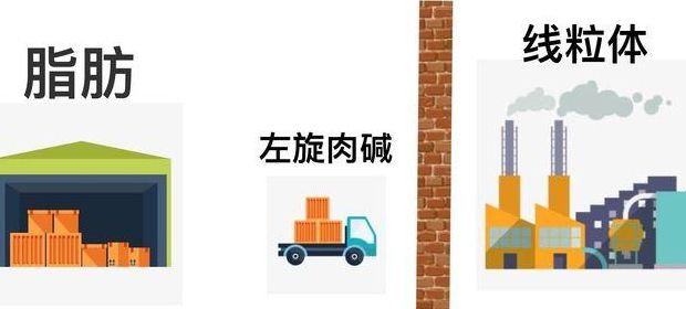 左旋肉碱摄入量（左旋肉碱摄入量跟体重有关系吗）