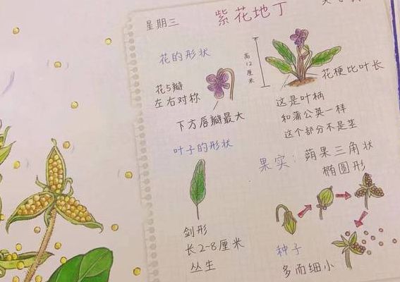 植物妈妈传播种子的方法有哪些（植物妈妈传播种子的方法有哪些柳树）