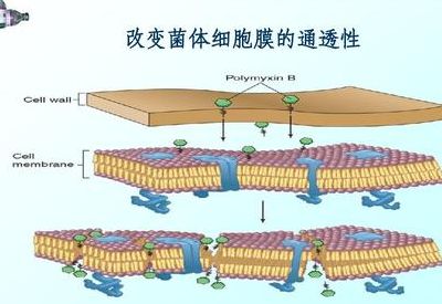 细胞膜通透性（细胞膜通透性改变）
