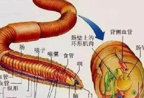 鱼有没有心脏（最适合孩子吃的八种鱼）