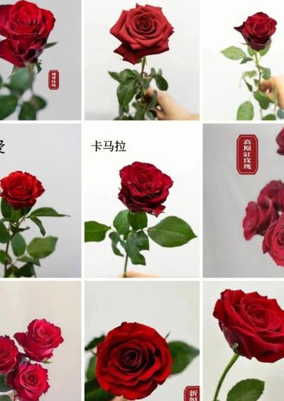 各种玫瑰花的含义（26种常见玫瑰花品种的寓意）