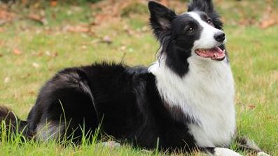 纯种边境牧羊犬价格（纯种边境牧羊犬长什么样）