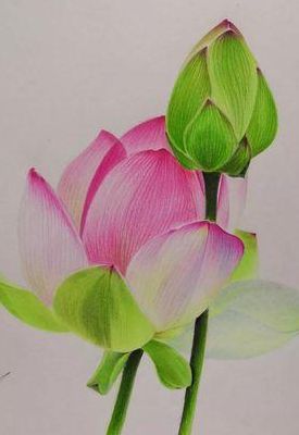 彩铅画教程（彩铅画教程入门零基础图片）