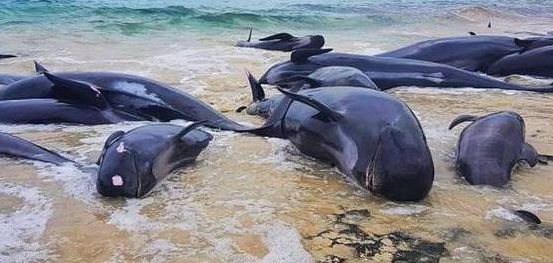 鲸鱼为什么会搁浅（鲸鱼为什么会搁浅死亡）