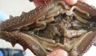 人造海参（人造海参的制作方法）