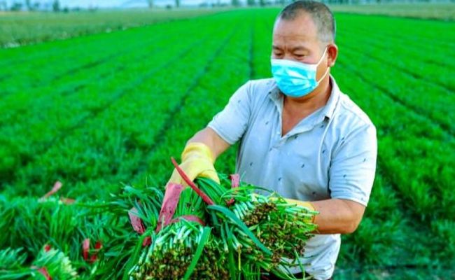 种植什么致富（农民种植什么致富快）