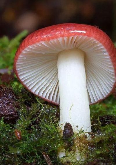 蘑菇的种类（常用蘑菇的种类）