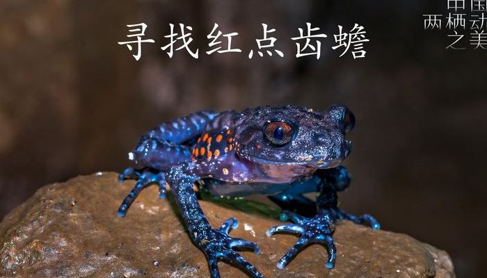 包含红点齿蟾的词条