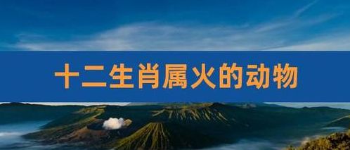 火上烧油是什么生肖（火上烧油是什么生肖动物）
