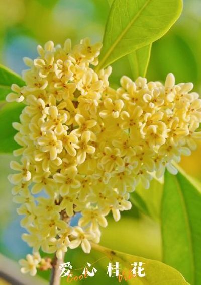 花中第一流指的是什么花（这是花中第一流）