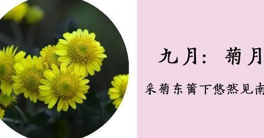 菊月是几月（采菊东篱悠然见南山菊月是几月）