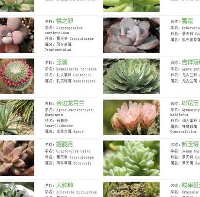 多肉分享（多肉种类图鉴）