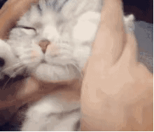 什么是吸猫（什么是吸猫者）