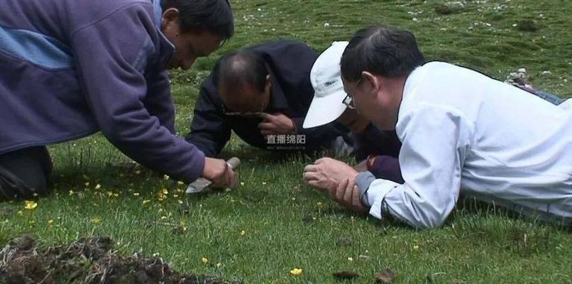 虫草种植（虫草种植基地）
