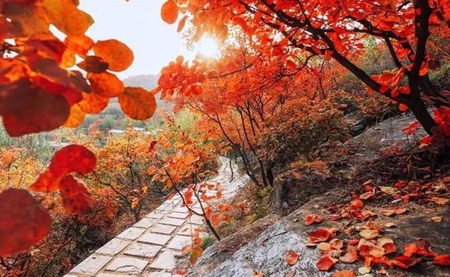 香山红叶什么时候红（香山 红叶时间）