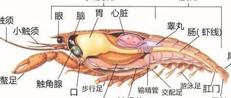 小龙虾心脏在哪蚂蚁庄园（小龙虾器官图解）