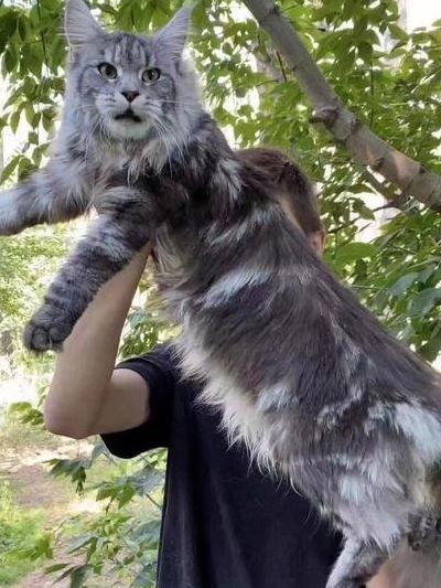 缅因猫怎么养（缅因猫怎么养长围脖）
