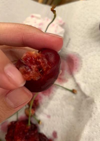 樱桃里面为什么会有小白虫（樱桃里面为什么会有小白虫子）