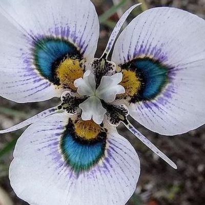 世界奇花异草（世界奇花异草大全图片 最美）