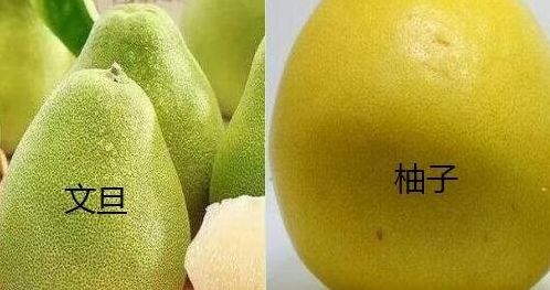 文旦和柚子的区别（文旦和柚子的区别图片对比）
