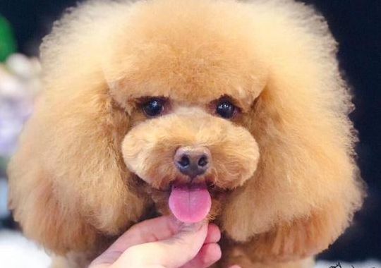 贵宾犬的造型（贵宾犬的造型修剪有哪些）