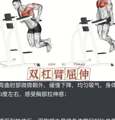 胸肌下部（胸肌下部分怎么练）